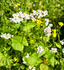 Flowering buckwheat lat. Fagopyrum esculentum known as common buckwheat. White flowers on natural blurred background