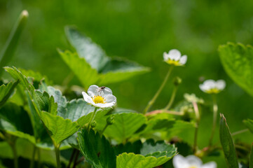 Fly sits in a strawberry blossom