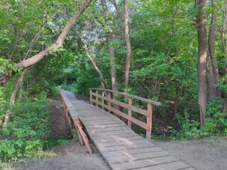 wooden bridge in the forest