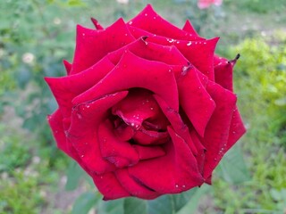 red rose with water droplets