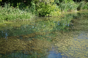Dense aquatic algae bloom covering the surface of a shallow pond near the shore, surrounded by...