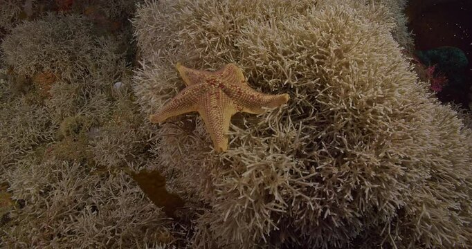Leather sea star on bryozoan Thalamoporella californica.