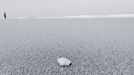 Lone Seashell