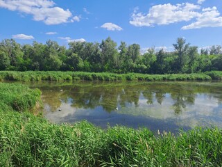 lake in the forest
