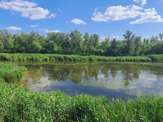 summer landscape with lake
