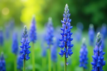 Obraz premium Towering blue Baptisia australis flower spikes, vibrant summer bloom , false indigo, botanical photography