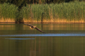 Aufnahme eines Weißkopfseeadlers beim jagen in seinem Habitat.