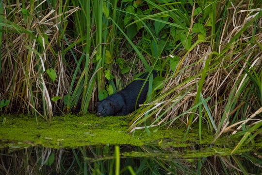 Wildlifeaufnahme von einem Mink, am Flussufer zwischen Wasserpflanzen.