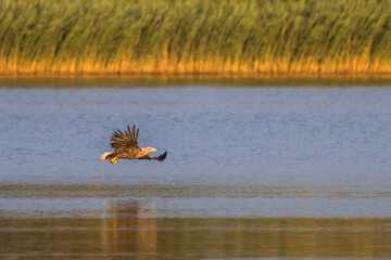 Aufnahme eines Weißkopfseeadlers beim jagen in seinem Habitat.