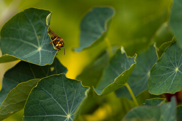 Aufnahme einer Hornisse auf einem grünen Blatt.