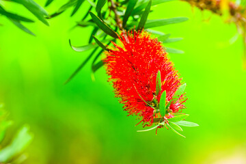 Callistemon citrinus (Crimson Bottlebrush) in natural habitat