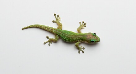 Fototapeta premium 鮮やか緑色ヤモリ 白い背景で穏やかに這う. AI Generated