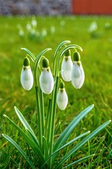 Delicate snowdrop flowers emerge gracefully from a lush green lawn illuminated by warm sunlight signaling the arrival of spring and the beauty of nature's revival.
