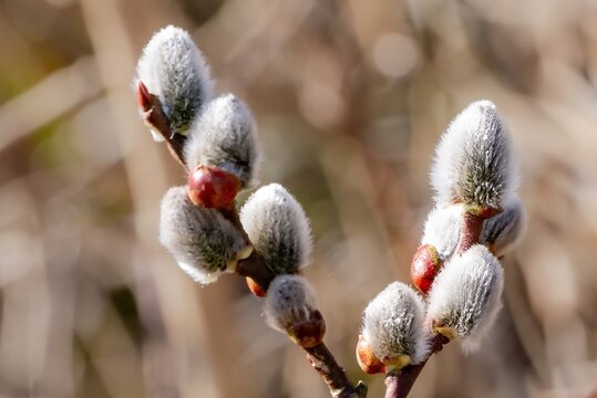 Pussy willow buds blooming in early spring sunlight - Powered by Adobe