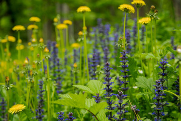 Flowers Ajuga genevensis and dandelion on green background