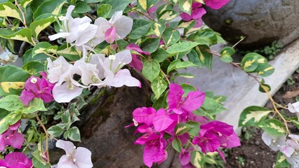 Close-up of White and Pink Variegated Bougainvillea Glabra Flowers in Full Bloom, Vibrant Tropical Paper Plant Blossoms in Natural Sunlight Outdoor Garden