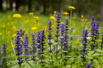 Ajuga reptans or bugle flowers on green background. Summer wildflowers.