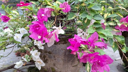 Close-up of White and Pink Variegated Bougainvillea Glabra Flowers in Full Bloom, Vibrant Tropical Paper Plant Blossoms in Natural Sunlight Outdoor Garden