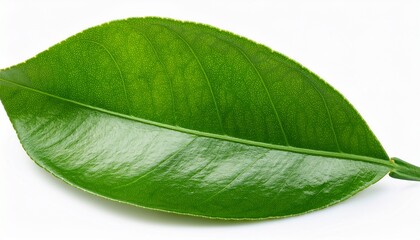 Obraz premium vibrant green citrus leaves pristine white backdrop macro citrus