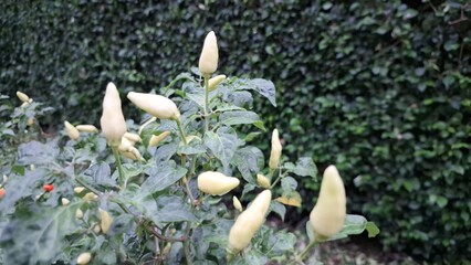 Close-up of chili peppers ripening on a plant in a residential setting, highlighting the joy of homegrown produce.