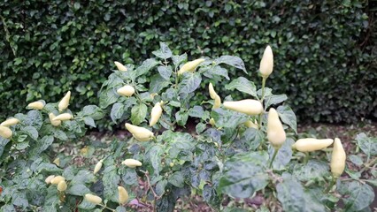 A few healthy chili pepper plants growing in a home garden or backyard, showcasing the possibility of urban farming.