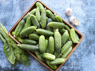 Cucumbers harvest in summer. Cucumbers for salads or canning with dill and garlic.