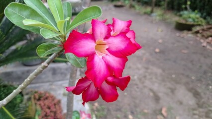 Close-up of a beautiful pink Adenium obesum blossom, showcasing its delicate petals and the plant's...