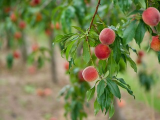 Ripe peaches hanging on a branch
