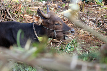 Bima cow in the yard