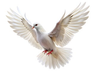 Fototapeta premium white dove flying isolated on white background,png,ai generated.