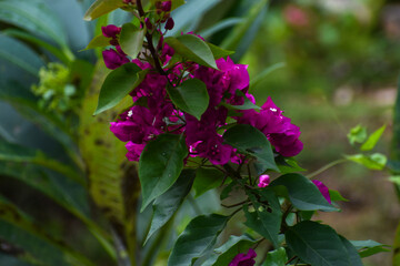 pink flowers in the garden