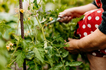 Elderly woman inspects tomato bushes in her vegetable garden. Seasonal plant care and rural gardening routine.