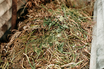 people make compost from food waste, recycle garbage, humus, manure pit, clean fruits and vegetables,Compost pit with food scraps and garden waste in private backyard. Natural fertilizer preparation