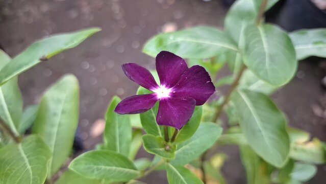 Close-Up of Dewy Madagascar Periwinkle Blossom – Dark Purple Violet Vinca with Lush Green Leaves - Powered by Adobe