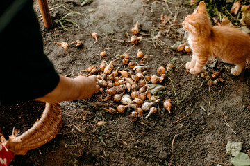Elderly woman harvesting young green onions in garden, with ginger cat nearby. Cozy rural garden...
