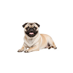 Fototapeta premium Happy Pug's Portrait: A charismatic pug with a distinctive wrinkled face lies contentedly, radiating joy and tranquility, set against a pristine backdrop.