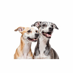 Best Friends Posing: Two cheerful, loyal dogs are gazing with open, friendly demeanor, captured with studio precision in a crisp portrait.