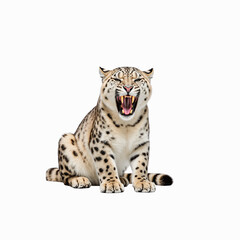 The Snow Leopard's Roar: A striking snow leopard, perfectly captured in a photorealistic studio, delivers a powerful roar, revealing its impressive teeth, emphasizing its untamed spirit.