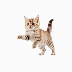 Playful Kitten: Capturing the adorable energy of a kitten in mid-leap, this image evokes a sense of curiosity and boundless energy, perfect for projects related to pet care.