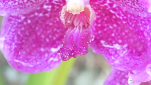 BEAUTIFUL AND EXOTIC PINK COLOR VANDA ORCHID FLOWER WITH RAIN DROPS IN A GARDEN