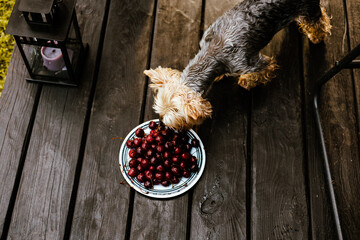 A cute Yorkshire terrier sniffing fresh red cherries on a plate on a rustic wooden terrace outdoors. A small doggy captured in a high-angle shot with a lantern nearby. Domestic animal, pet lifestyle.