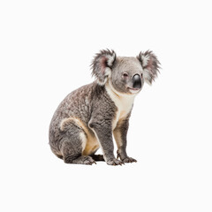 Obraz premium Koala Portrait: A detailed portrait of a koala bear, with a fluffy, textured coat and expressive eyes, captures the essence of the cuddly marsupial in stunning detail.