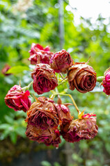 wilted and faded red roses with raindrops