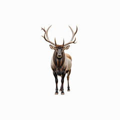 Fototapeta premium Majestic Elk Portrait: A striking, front-facing view of a magnificent elk, showcasing its impressive antlers and commanding presence.