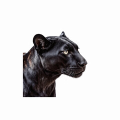 Black Panther Portrait: Intense portrait captures the panther's enigmatic gaze, showcasing sleek, black fur and powerful features.