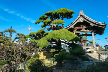 Obraz premium Expertly pruned Niwaki pine tree with cloud-like foliage stands before traditional Japanese temple under clear blue sky, showcasing serene beauty and artistry of Japanese garden design and culture.