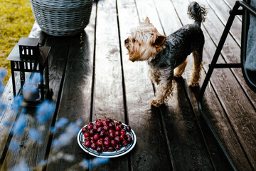 A Yorkshire Terrier beside a plate of fresh, red cherries on a wooden terrace at home. A cute Yorkie small doggy stands on a wooden deck near a candle lantern. Domestic canine animal, pet lifestyle.