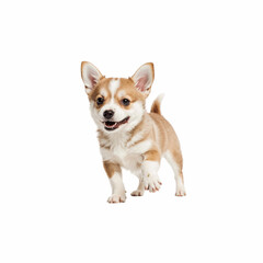 Obraz premium Playful puppy: A close-up of a vibrant young puppy, full of energy and innocence. Its adorable features and playful energy fill the frame. A perfect image to bring joy!