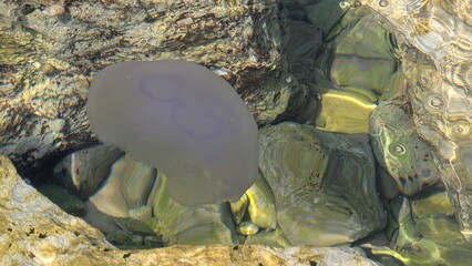 Purple jellyfish resting among underwater rocks in shallow, clear water.