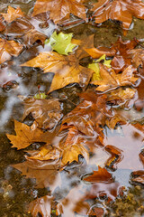 A leafy wet ground with leaves floating on the water